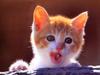 Kametaro's Cats Collection: Pure Cats Vol. 13 - Kitten - 158