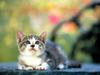 Kametaro's Cats Collection: Pure Cats Vol. 13 - Kitten - 161