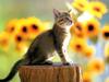 Kametaro's Cats Collection: Pure Cats Vol. 13 - Kitten - 164