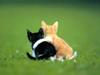 Kametaro's Cats Collection: Pure Cats Vol. 14 - Kitten - 166