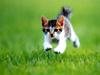Kametaro's Cats Collection: Pure Cats Vol. 14 - Kitten - 168