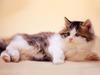Kametaro's Cats Collection: Pure Cats Vol. 14 - Kitten - 170