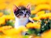 Kametaro's Cats Collection: Pure Cats Vol. 14 - Kitten - 171