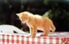 Kametaro's Cats Collection: Pure Cats Vol. 15 - Kitten - 176