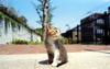 Kametaro's Cats Collection: Pure Cats Vol. 15 - Kitten - 177