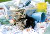 Kametaro's Cats Collection: Pure Cats Vol. 16 - Kitten - 186