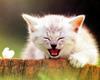 Kametaro's Cats Collection: Pure Cats Vol. 16 - Kitten - 193