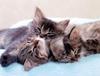 Kametaro's Cats Collection: Pure Cats Vol. 16 - Kitten - 194