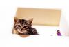 Kametaro's Cats Collection: Pure Cats Vol. 17 - Kitten - 197