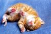 Kametaro's Cats Collection: Pure Cats Vol. 17 - Kitten - 198