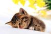 Kametaro's Cats Collection: Pure Cats Vol. 17 - Kitten - 199