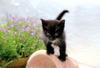 Kametaro's Cats Collection: Pure Cats Vol. 17 - Kitten - 200