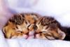 Kametaro's Cats Collection: Pure Cats Vol. 17 - Kitten - 201