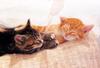 Kametaro's Cats Collection: Pure Cats Vol. 17 - Kitten - 203