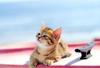 Kametaro's Cats Collection: Pure Cats Vol. 17 - Kitten - 204