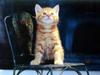 Kametaro's Cats Collection: Pure Cats Vol. 18~20 - Kitten - 205