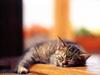 Kametaro's Cats Collection: Pure Cats Vol. 18~20 - Kitten - 206