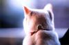 Kametaro's Cats Collection: Pure Cats Vol. 18~20 - Kitten - 212