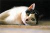 Kametaro's Cats Collection: Pure Cats Vol. 18~20 - Kitten - 213