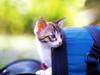 Kametaro's Cats Collection: Pure Cats Vol. 18~20 - Kitten - 216