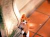 Kametaro's Cats Collection: Pure Cats Vol. 18~20 - Kitten - 217
