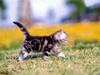 Kametaro's Cats Collection: Pure Cats Vol. 18~20 - Kitten - 220