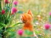 Kametaro's Cats Collection: Pure Cats Vol. 18~20 - Kitten - 221