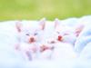 Kametaro's Cats Collection: Pure Cats Vol. 18~20 - Kitten - 223