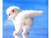 Kametaro's Cats Collection: Pure Cats Vol. 18~20 - Kitten - 232