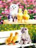 Kametaro's Cats Collection: Pure Cats Vol. 18~20 - Kitten - 239