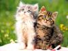 Kametaro's Cats Collection: Pure Cats Vol. 18~20 - Kitten - 240