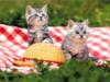 Kametaro's Cats Collection: Pure Cats Vol. 21 - Kitten - 241