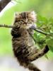 Kametaro's Cats Collection: Pure Cats Vol. 21 - Kitten - 242
