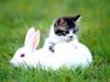 Kametaro's Cats Collection: Pure Cats Vol. 21 - Kitten - 243