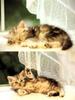 Kametaro's Cats Collection: Pure Cats Vol. 21 - Kitten - 247