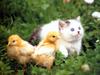 Kametaro's Cats Collection: Pure Cats Vol. 21 - Kitten - 250