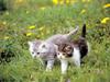 Kametaro's Cats Collection: Pure Cats Vol. 22 - Kitten - 255