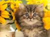 Kametaro's Cats Collection: Pure Cats Vol. 22 - Kitten - 256