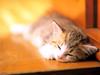 Kametaro's Cats Collection: Pure Cats Vol. 23~ - Kitten - 265