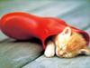 Kametaro's Cats Collection: Pure Cats Vol. 23~ - Kitten - 268
