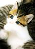 Kametaro's Cats Collection: Pure Cats Vol. 23~ - Kitten - 277