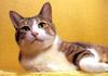 Kametaro's Cats Collection: Pure Cats Vol. 23~ - Kitten - 282