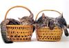 Kametaro's Cats Collection: Pure Cats Vol. 23~ - Kitten - 285