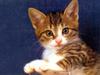 Kametaro's Cats Collection: Pure Cats Vol. 23~ - Kitten - 290