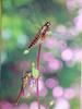 POSTCARD: Dragonflies (Lyriothemis pachygastra)