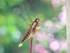 POSTCARD: Dragonfly (Lyriothemis pachygastra) - closeup