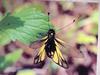 POSTCARD: Yellow Owlfly (Ascalaphus sibiricus)