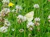 노랑나비 Colias erate (Eastern Pale Clouded Yellow)