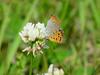 Small Copper (작은주홍부전나비)