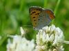 Small Copper (작은주홍부전나비)